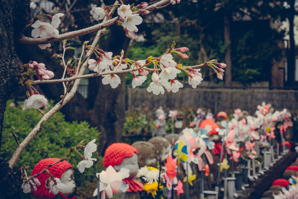 お地蔵さんと桜