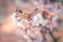 サツマカンザクラ