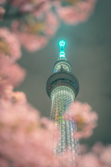 河津桜とスカイツリー