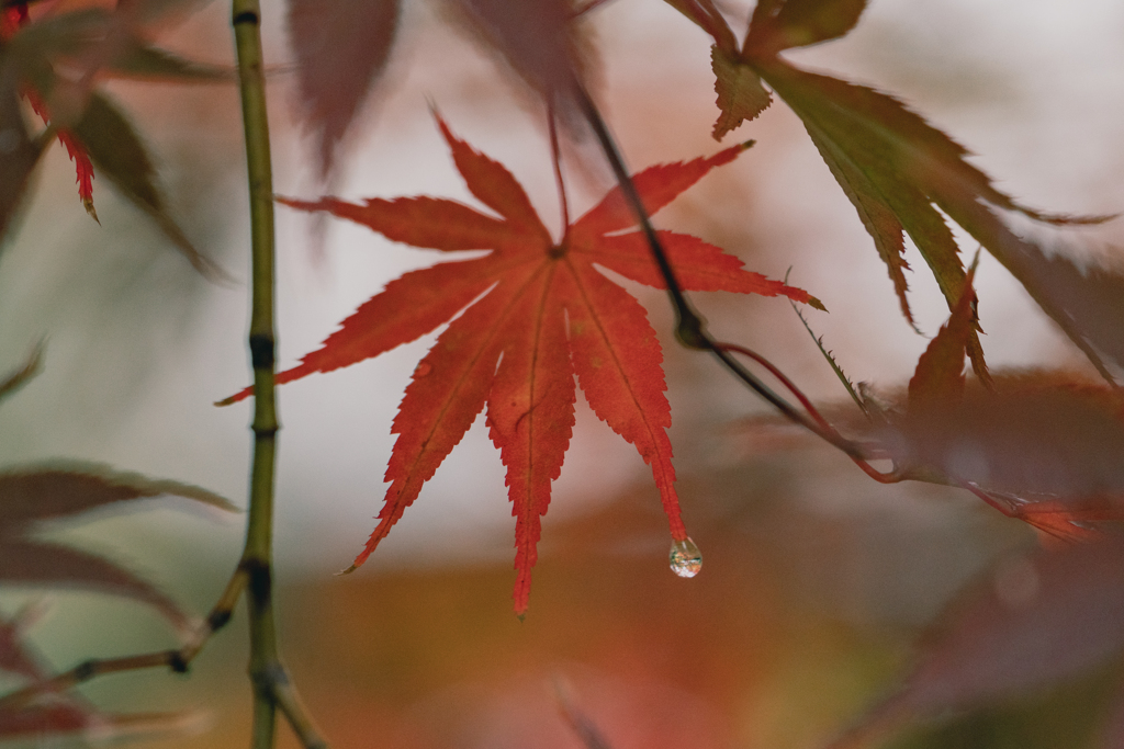 雨と紅葉