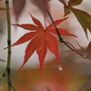 雨と紅葉