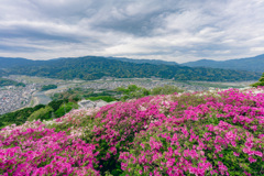満開ツツジ　冨士山