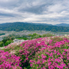 満開ツツジ　冨士山