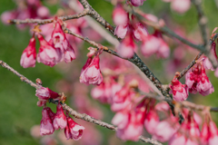 寒緋桜