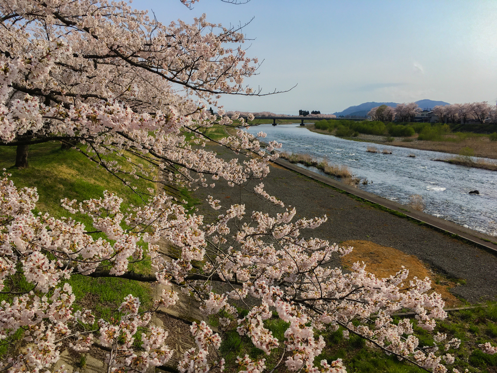 桜並木