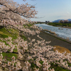桜並木