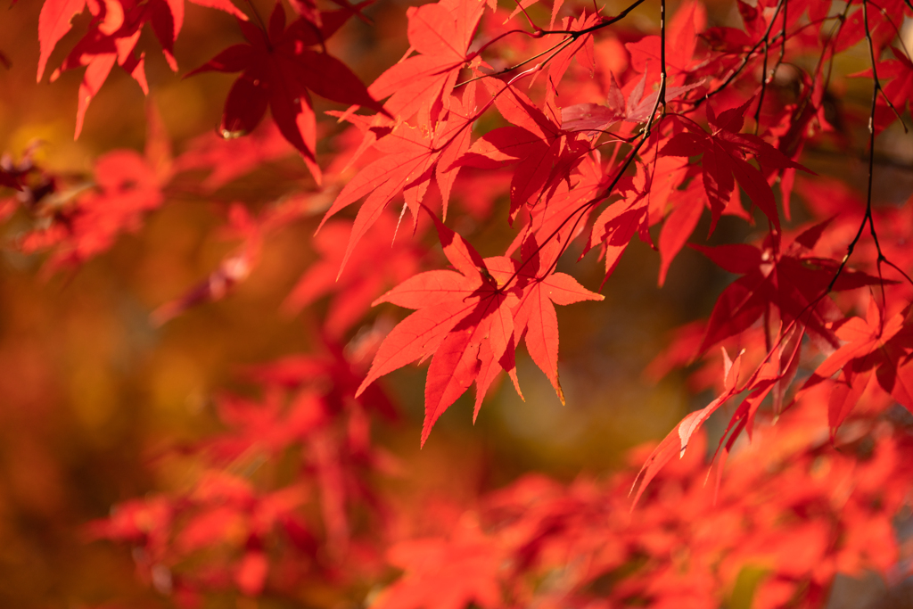 紅葉狩り１