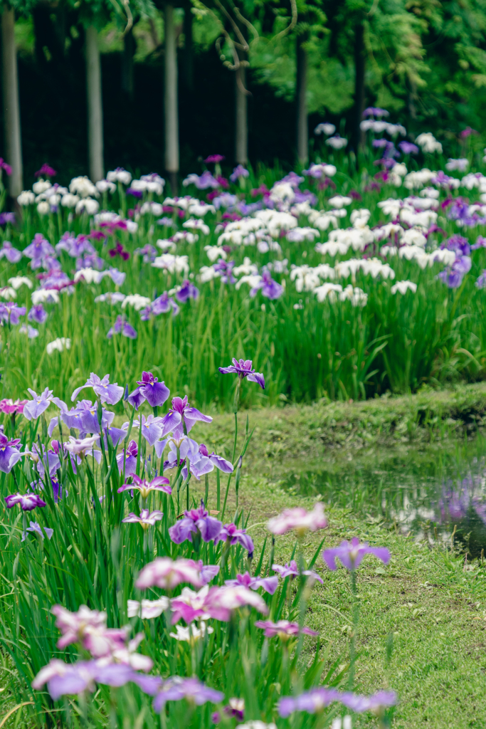 花菖蒲（小石川後楽園）