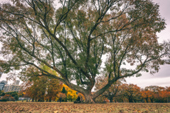 ハルニレの木　新宿御苑