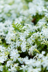 ホワイト芝桜
