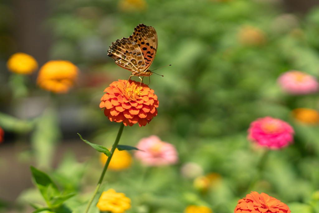 秋晴れに舞う蝶と花