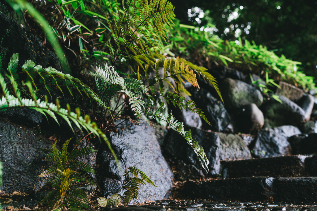 雨上がりの森の風景