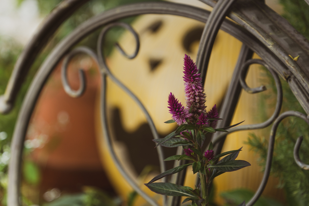 セロシアケロスとかぼちゃのお化け