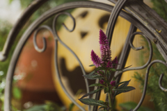 セロシアケロスとかぼちゃのお化け