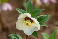 クリスマスローズ