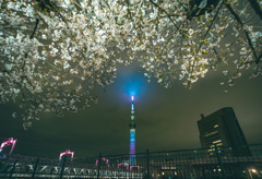 スカイツリーと桜