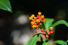 庭の片隅でひっそり咲くトウワタの花