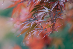 雨と紅葉