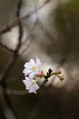 10月桜が開花してました