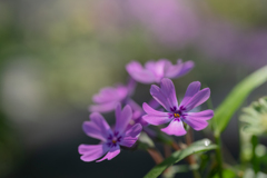 芝桜