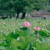 不忍池の蓮