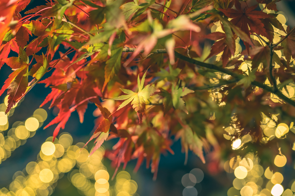 紅葉とイルミネーション