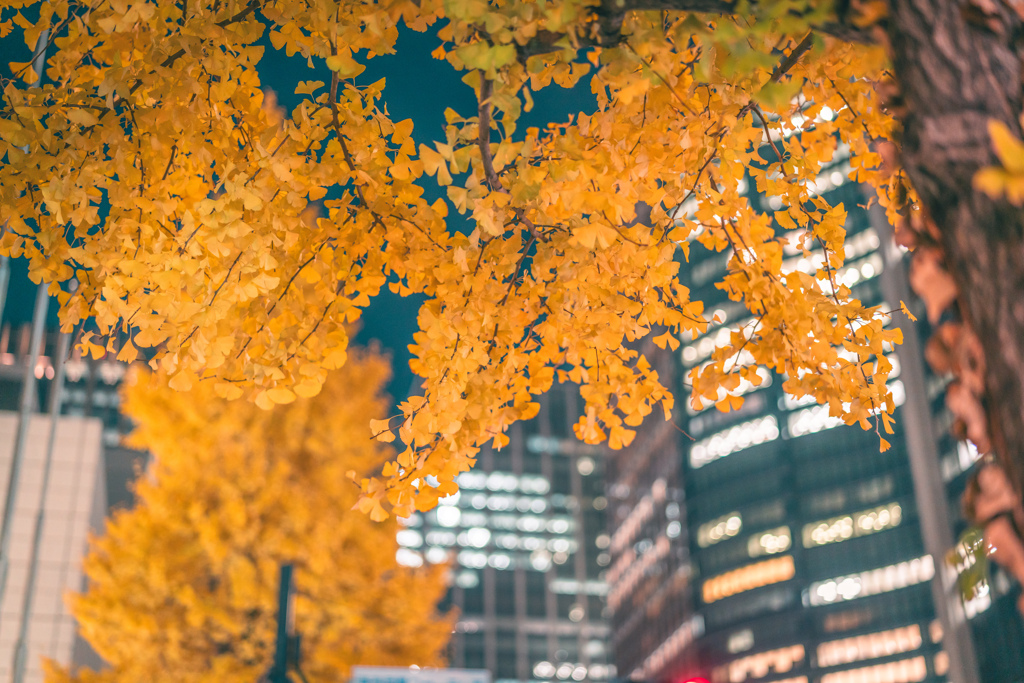 イチョウと丸の内夜景