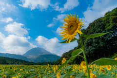 しまばら火張山ひまわり