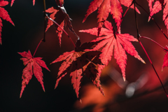 紅葉