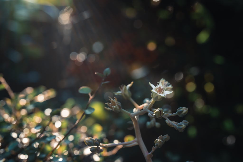 多肉植物の花