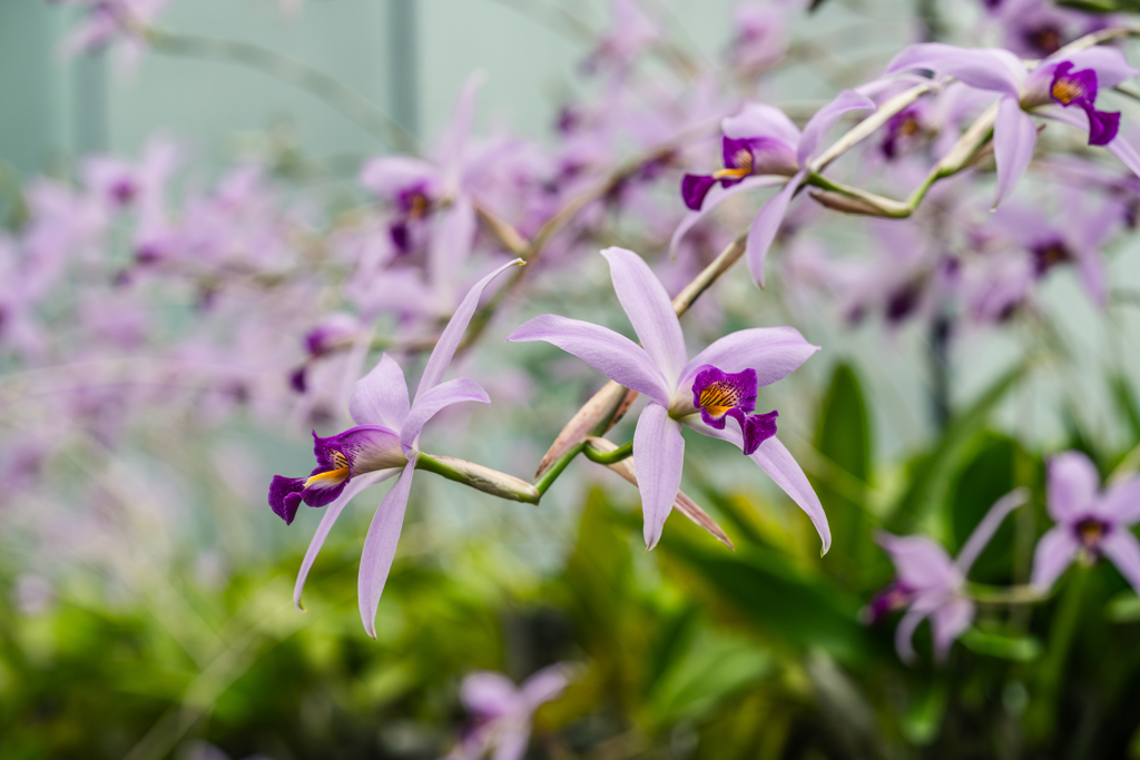 新宿御苑　ラン