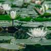 睡蓮（小石川後楽園）