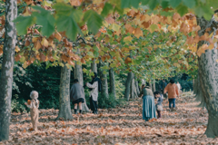 プラタナス並木