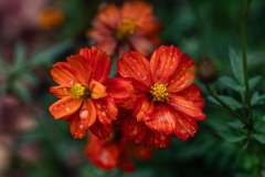 キバナコスモス