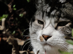 貫禄がある猫