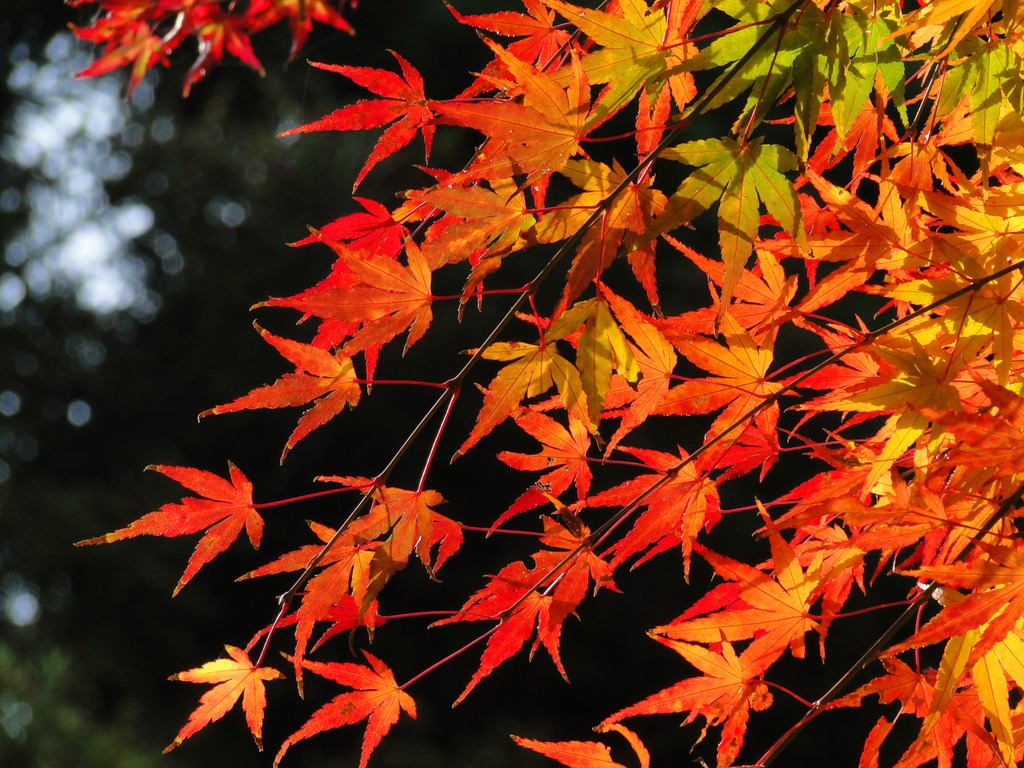 紅葉グラデーション