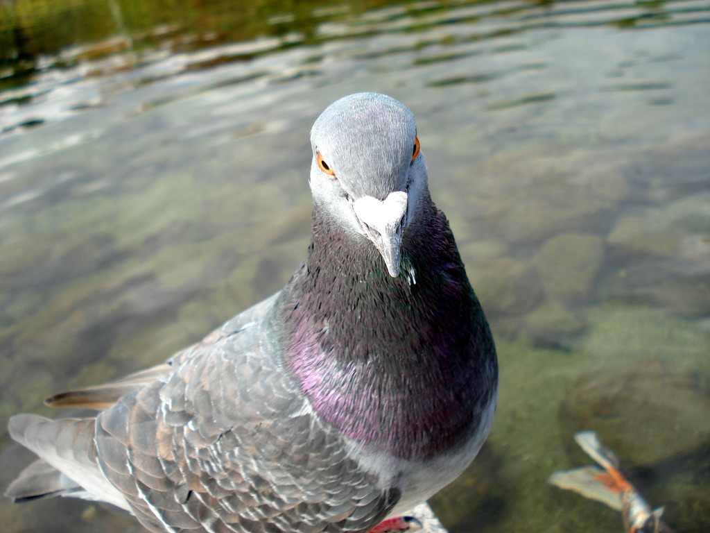 鳩どあっぷ