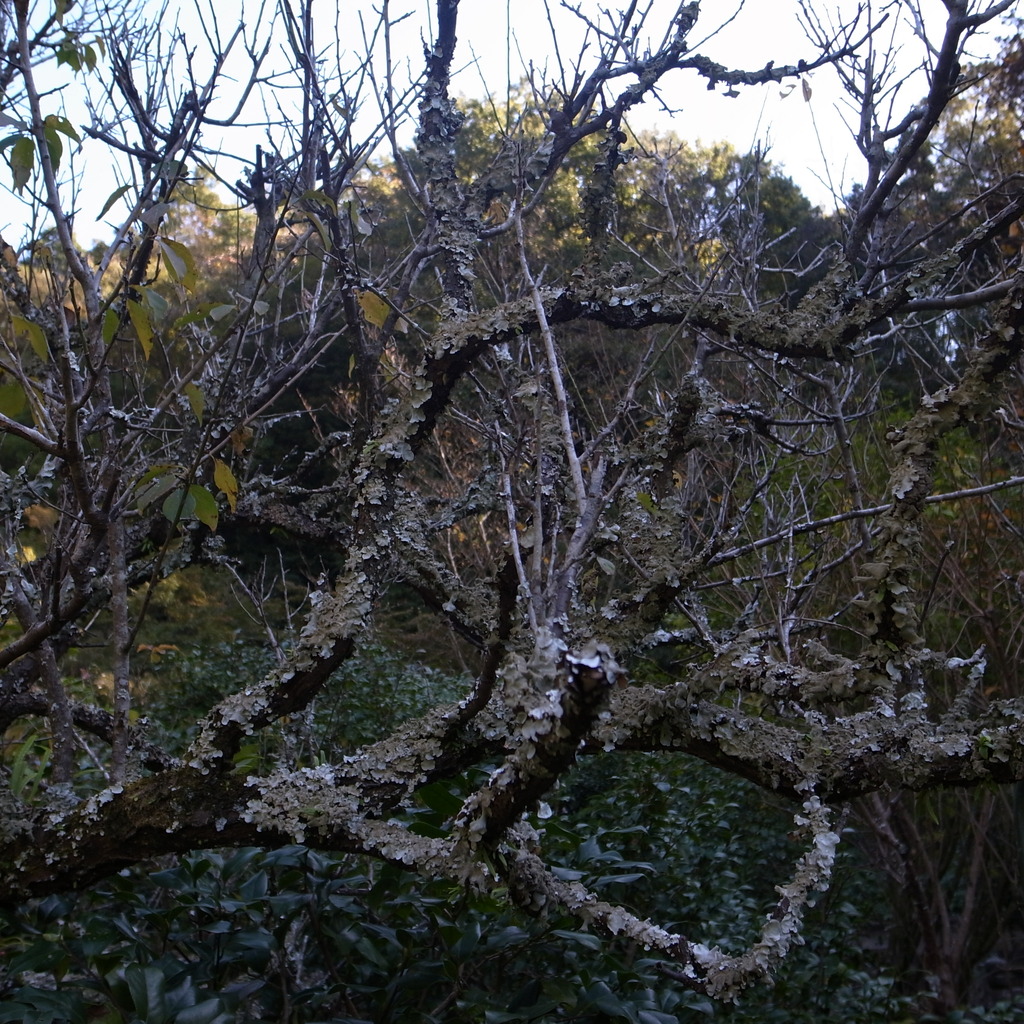 古木〜円覚寺