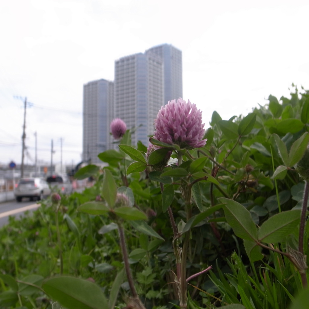 多摩川の土手にて