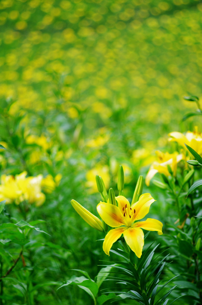yellow hill