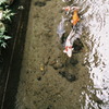 film de koi