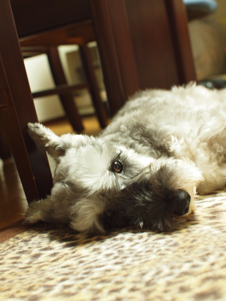 その黒くてでかい物体、なに？