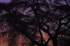 古武士の桜-紫橙
