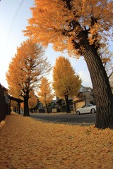 秋色-Orange　Road