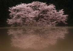 幻想-諸木野の桜