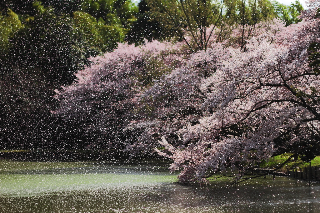 桜乱舞