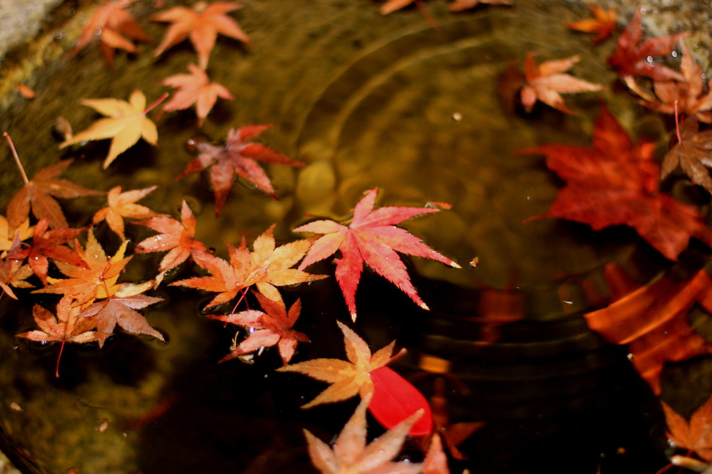 秋の波紋-Waterdrop