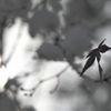 Silent‐Leaf