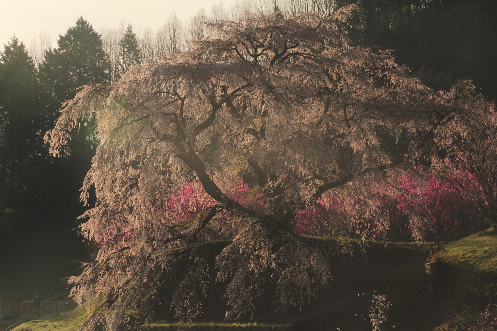 古武士の桜-輝き