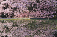 爽-諸木野の桜